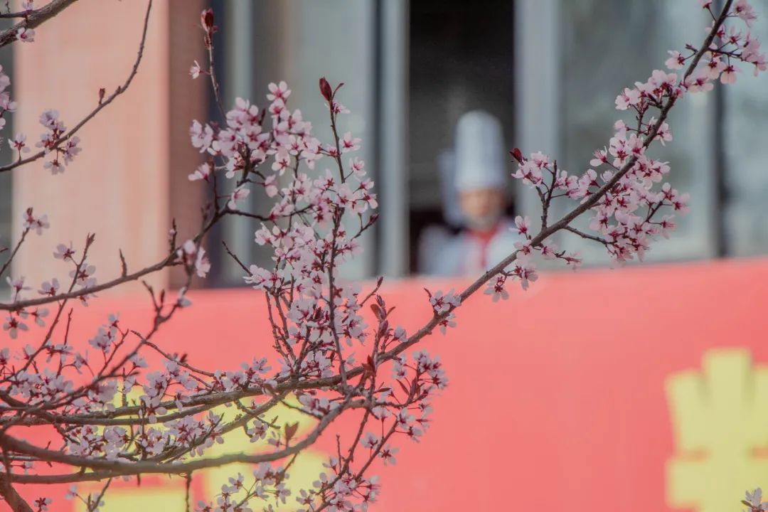 春天快乐,一起来感受安徽新东方的校园春景
