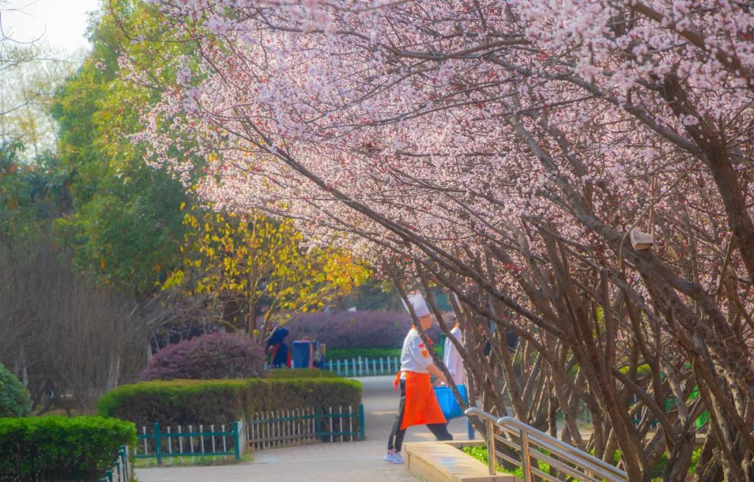 春天快乐,一起来感受安徽新东方的校园春景
