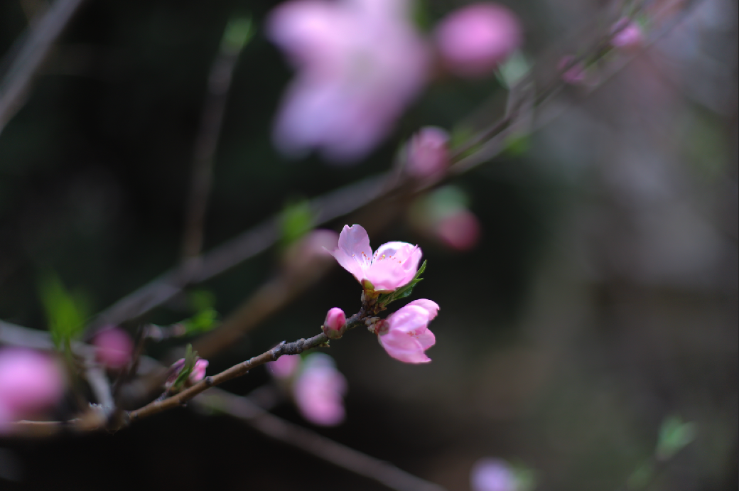春天快乐,一起来感受安徽新东方的校园春景